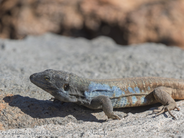 Lézard des Canaries